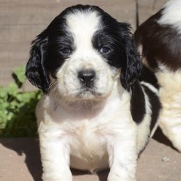 Thor - English Springer Spaniel puppy from SarMel