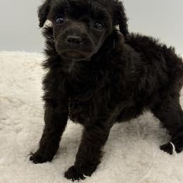 Jaguar - Black male Poodle puppy in Wheatland, California from Sapphire Ridge Poodles