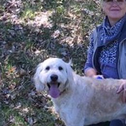 Boomer  - Goldendoodle