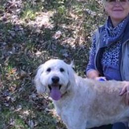 Boomer  - Goldendoodle