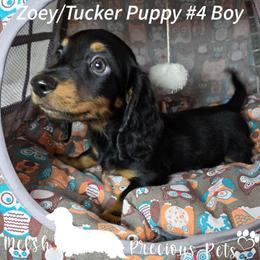 Puppy 4 - Black and tan male Dachshund puppy in Anamosa, Iowa from Melsh Precious Pets