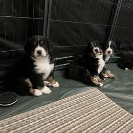 Bernese Mountain Dog Puppies from Bastian Mountain Dogs