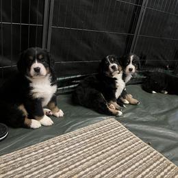 Bernese Mountain Dog Puppies from Bastian Mountain Dogs