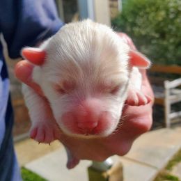 Coco - Mini Female - Red and white female Pomsky puppy in Draper, Utah from Pocket Pomskys