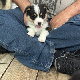 Pembroke Welsh Corgi Puppies from Dash'n Corgis of AZ