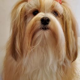 Havanese All Grown Up from GoldDust Havanse