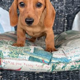 Minerva - Dachshund