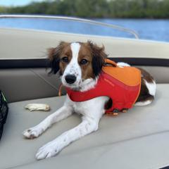 Nederlandse Kooikerhondje Puppies from Blazing Kooikerhondjes