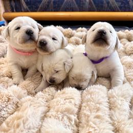 2nd pick female - Yellow female Labrador Retriever puppy in Nampa, Idaho from Gem State English Labrador Retrievers