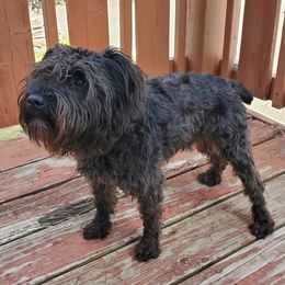 Miniature Schnauzers from Charlie's Mini Schnauzers