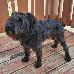 Miniature Schnauzers from Charlie's Mini Schnauzers