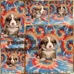 Teddy - Red male Pembroke Welsh Corgi puppy in Kiowa, Colorado from Cool Water Corgis LLC