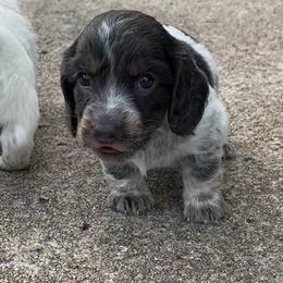 Hank - Piebald male Dachshund puppy in Park Hill, Oklahoma from Lakeview Dachshunds