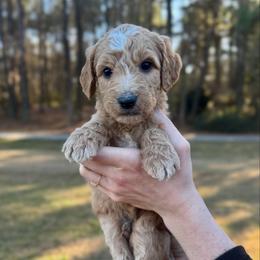 Cider - Apricot male Goldendoodle puppy in Kenansville, North Carolina from J+A Family Doodles