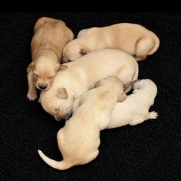 Kona Boy 4 - Golden male Golden Retriever puppy in Fort Morgan, Colorado from Golden Girls Kennels, LLC