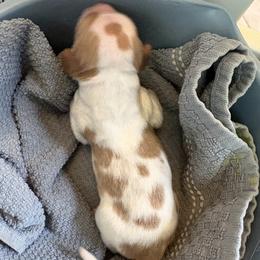 Tanager - Orange and white male Brittany puppy in Fortuna, California from Moore Brittanys
