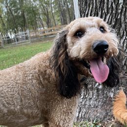 Rocket - Goldendoodle