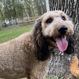 Rocket - Goldendoodle