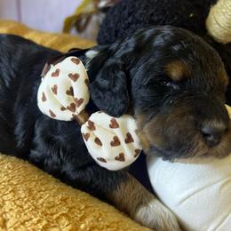 Sayler - Phantom male Goldendoodle puppy in Boaz, Alabama from Doodles All Day
