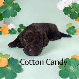 Cotton Candy - Brown and tan female Cockapoo puppy in Ellenburg Center, New York from Kristin's Puppies