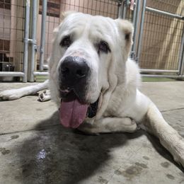 Central Asian Shepherd Dog puppies from Guardian Dog