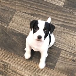 Jack Russell Terrier Puppies from Gem Dandy Jack Russell Terriers