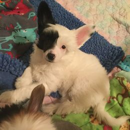 Chinese Crested Puppies from Jewels Chinese Cresteds