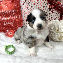 Tiffany - Blue merle female Australian Shepherd puppy in Vail, Iowa from Homegrown Huskies