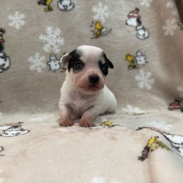 Guillermo - Black and white male Chihuahua puppy in College Park, Georgia from Wicked Envy Chihuahuas