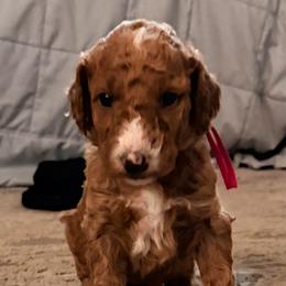 Trixie - Dark pink girl - Red  female Goldendoodle puppy in Puyallup, Washington from Dawnie’s Doodles