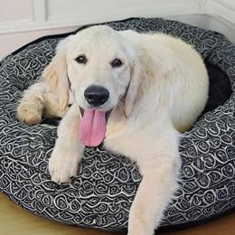 Golden Retriever Puppies from KCs Golden Dream