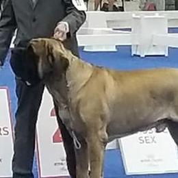 Mastiffs from Bowtied Lickers