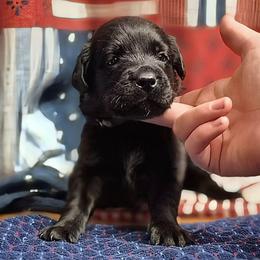 Girl 5 - Black female Labrador Retriever puppy in Latrobe, Pennsylvania from Stone Shoe Ranch Labrador Retrievers