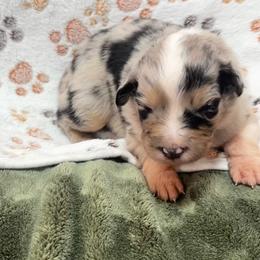 Wallen - Blue merle male Australian Shepherd puppy in Mckenzie, Tennessee from Whispering Iris Aussies