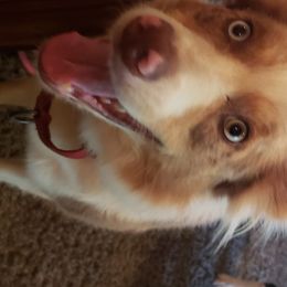 Border Collie Puppies from Janese's Border Collies