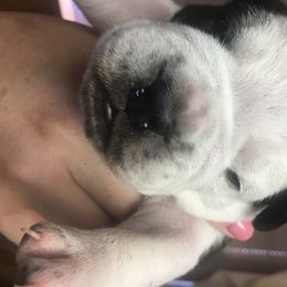 Olde English Bulldogge Puppies from Gods Of Olympus Bulldogges