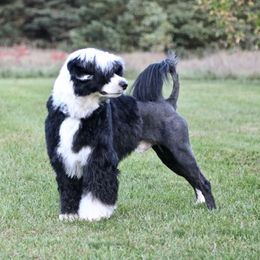 Pumbaa - Portuguese Water Dog