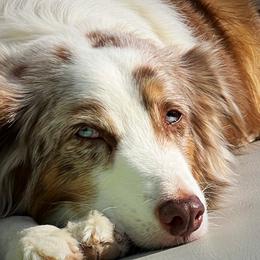 Diddles - Australian Shepherd