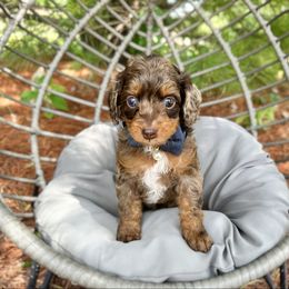Pick of the litter - Merle female Cavapoo puppy in Wamego, Kansas from Doodles of Oz