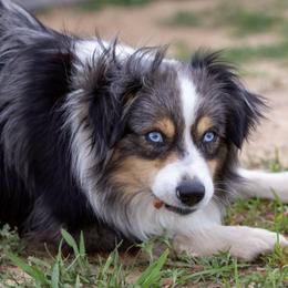 Aussiedoodle, Miniature Australian Shepherd, and Poodle Puppies from Classic K9’s  Aussies, Poodles & Doodles