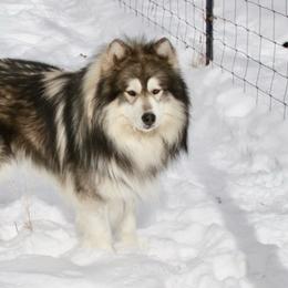 Siberian Husky puppies from Sunset Ridge