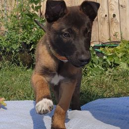 Belgian Malinois and Labrador Retriever Puppies from Wings of Freedom Retrievers and Malinois