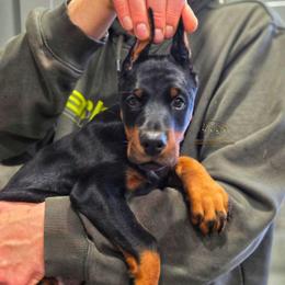 Krystal - Black and rust female Doberman Pinscher puppy in China Township, Michigan from Snell's Superior Kennel Dobermann & GSP