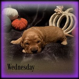 Wednesday - Dark golden female Golden Retriever puppy in Anson, Texas from Diamond Bar N Ranch