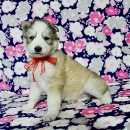 Haru - Gray and white female Siberian Husky puppy in Lunenburg, Vermont from SNOW WOOLY HUSKY