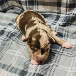 Emmett - Red merle male Australian Shepherd puppy in Marengo, Indiana from J&J Kennel