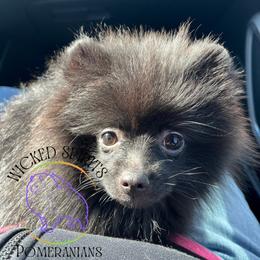 AKC CACTUS 2500 - Black female Pomeranian puppy in Watkins Glen, New York from Wicked Spirits Pomeranians