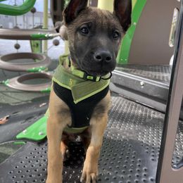 Boy 4 - Belgian Malinois puppy in Alger, Michigan from Aspen’s Edge Kennel