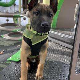 Boy 4 - Belgian Malinois puppy in Alger, Michigan from Aspen’s Edge Kennel