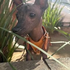 Xoloitzcuintli Puppies from Xolos Jazmin